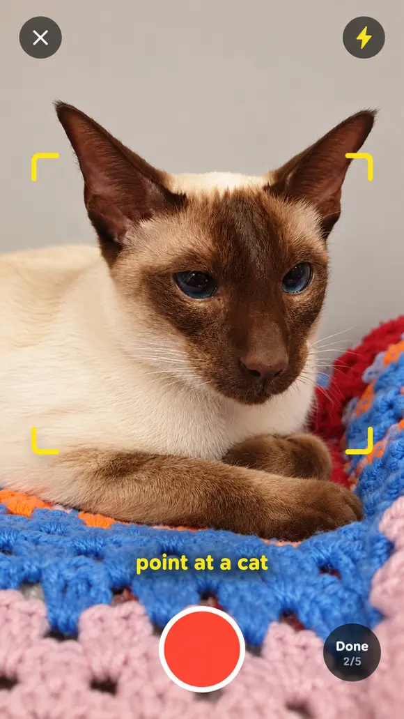 Illustrative camera preview of a Siamese cat